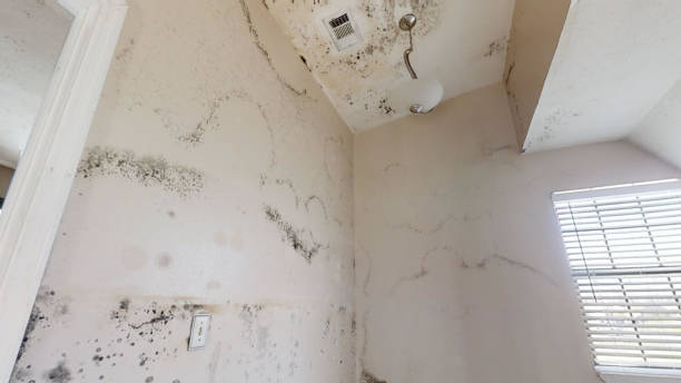 Trusted Crystal Lakes, OH Mold Removal Experts