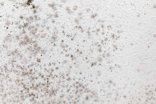Best Mold Removal for HVAC Installations  in Crystal Lakes, OH
