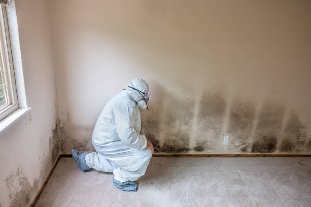 Best Water Damage & Mold Remediation  in Crystal Lakes, OH