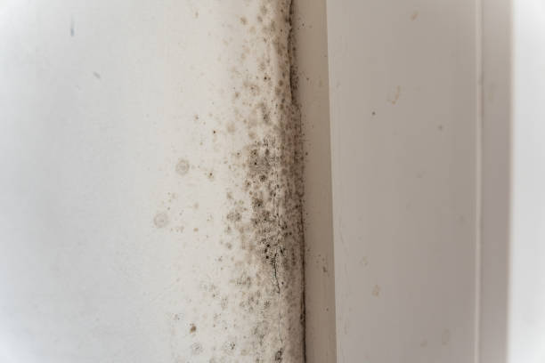 Best Biohazard Mold Removal  in Crystal Lakes, OH
